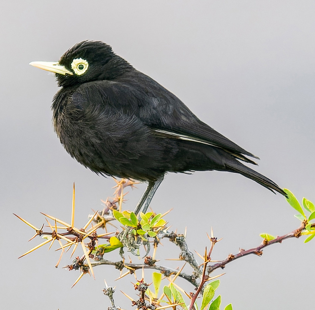 image Spectacled Tyrant